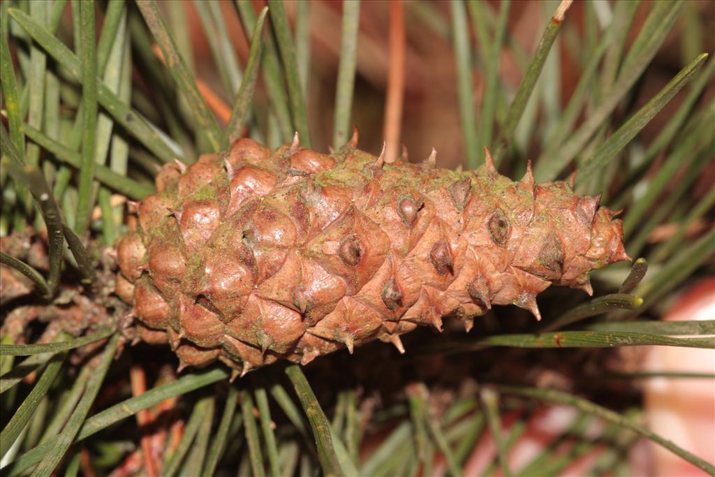 Pinus contorta (door Edwin de Weerd)