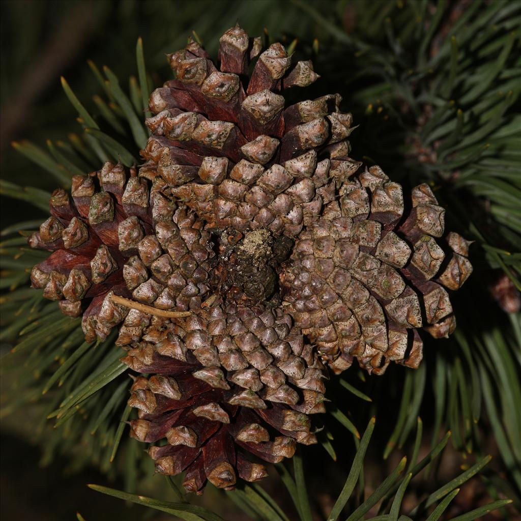 Pinus contorta (door Edwin de Weerd)