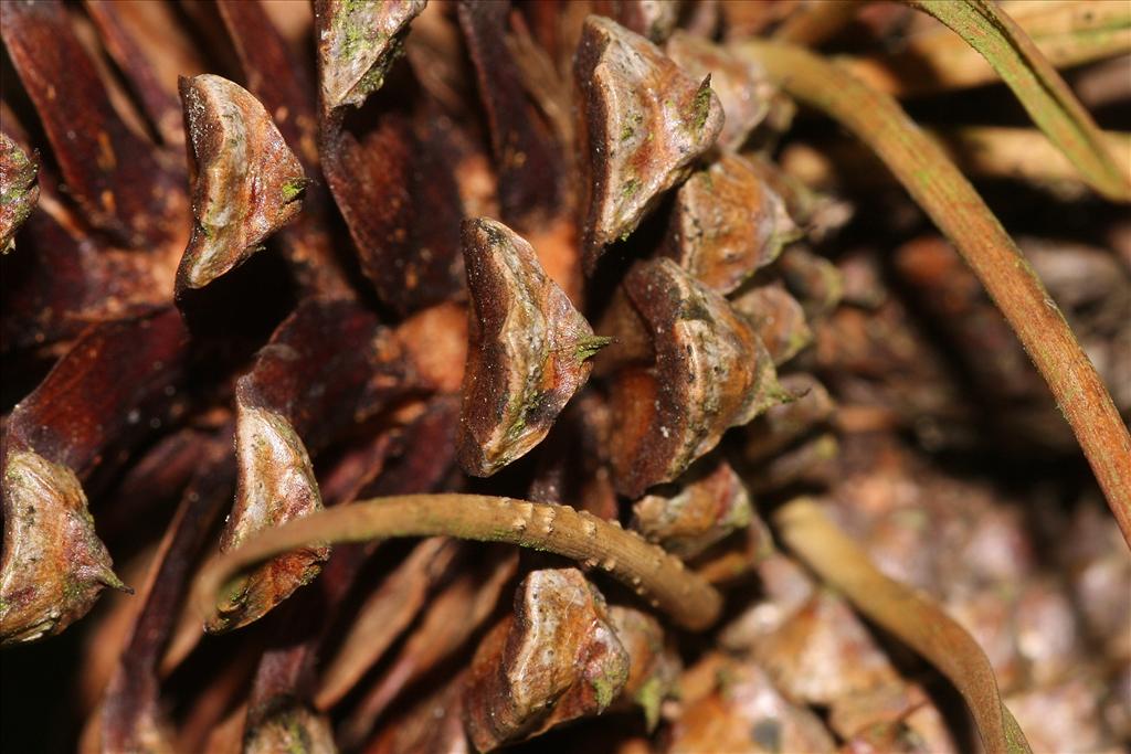 Pinus contorta (door Edwin de Weerd)