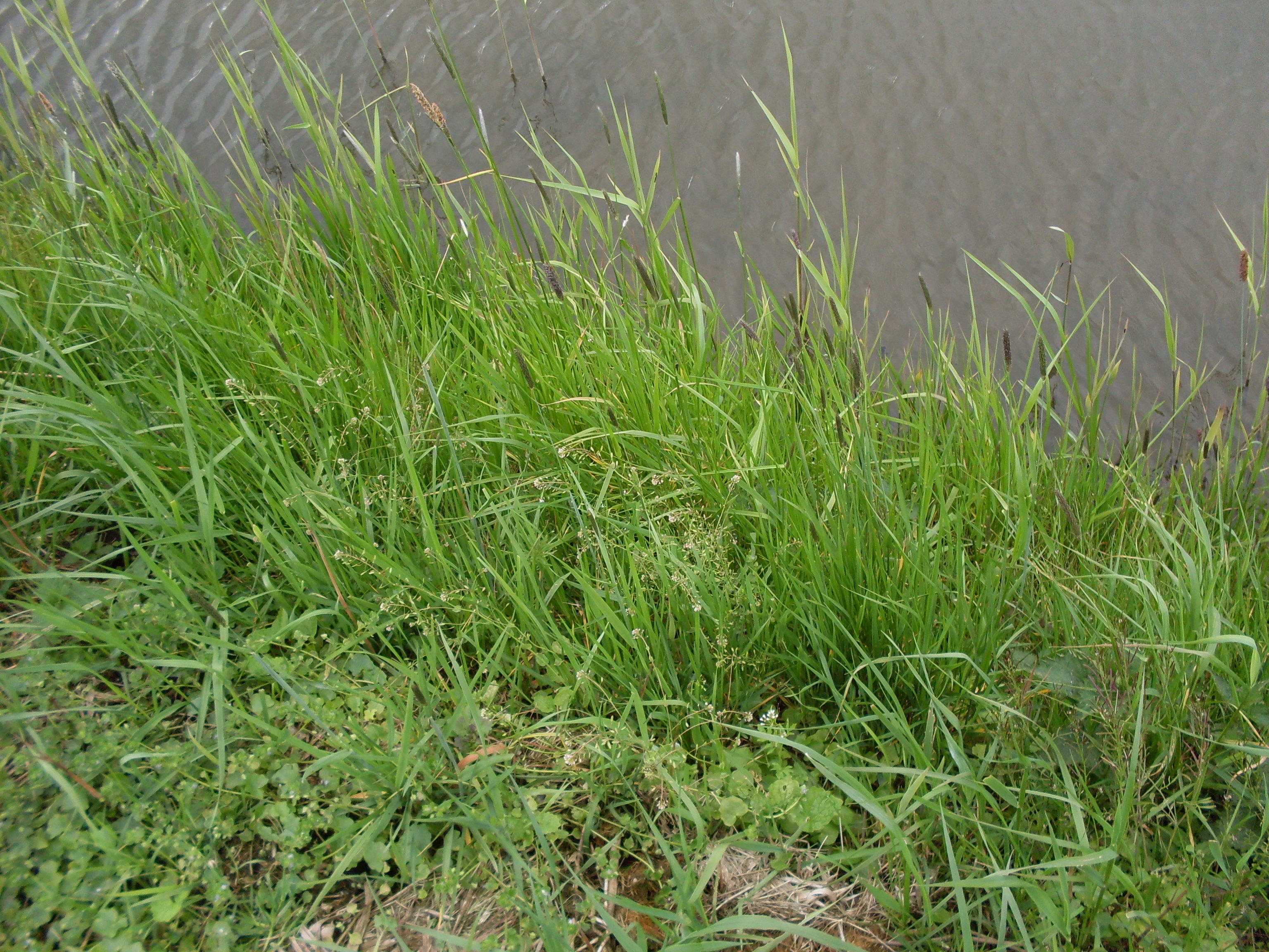 Draba muralis (door Dick Kerkhof)