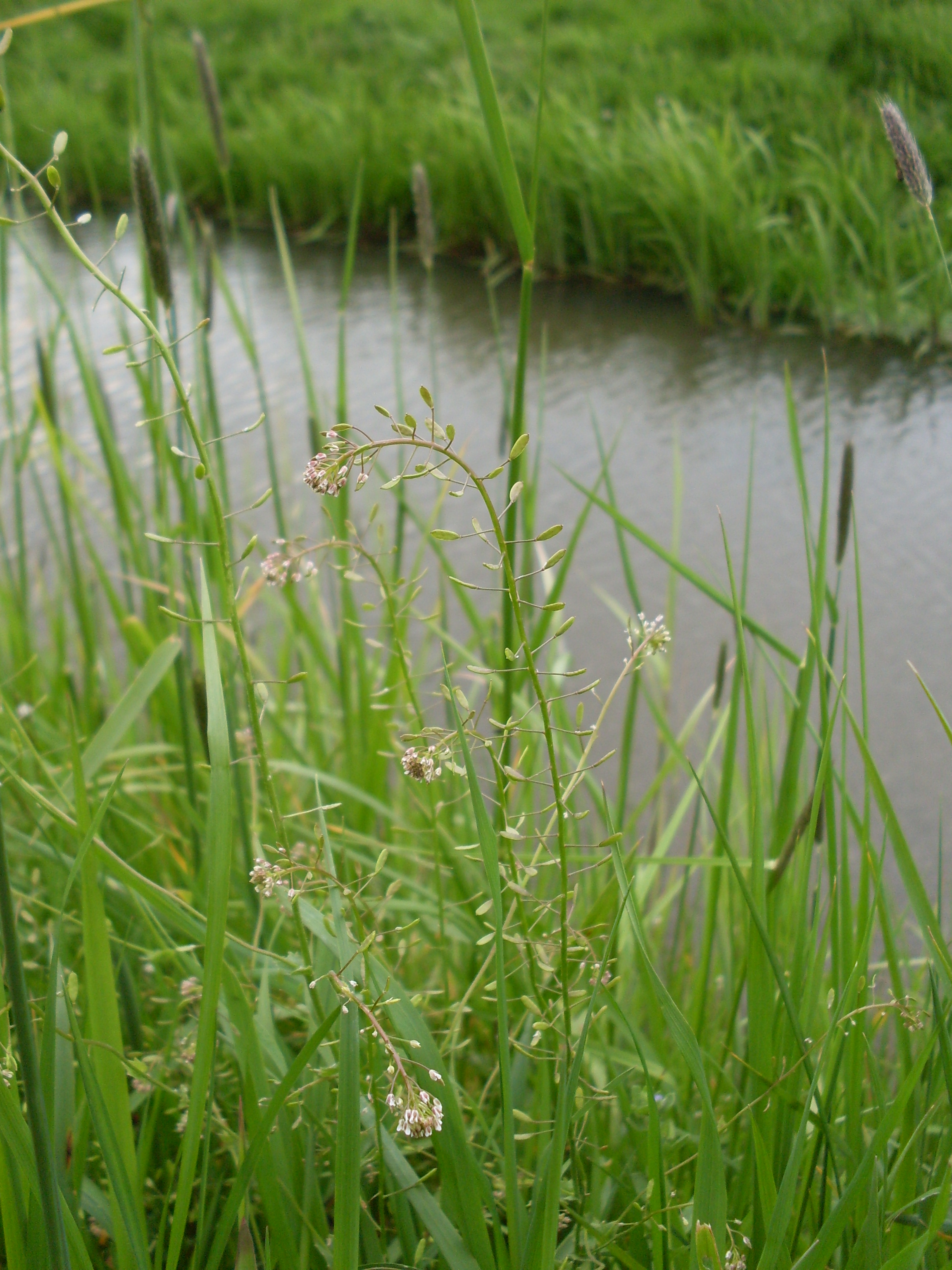 Draba muralis (door Dick Kerkhof)