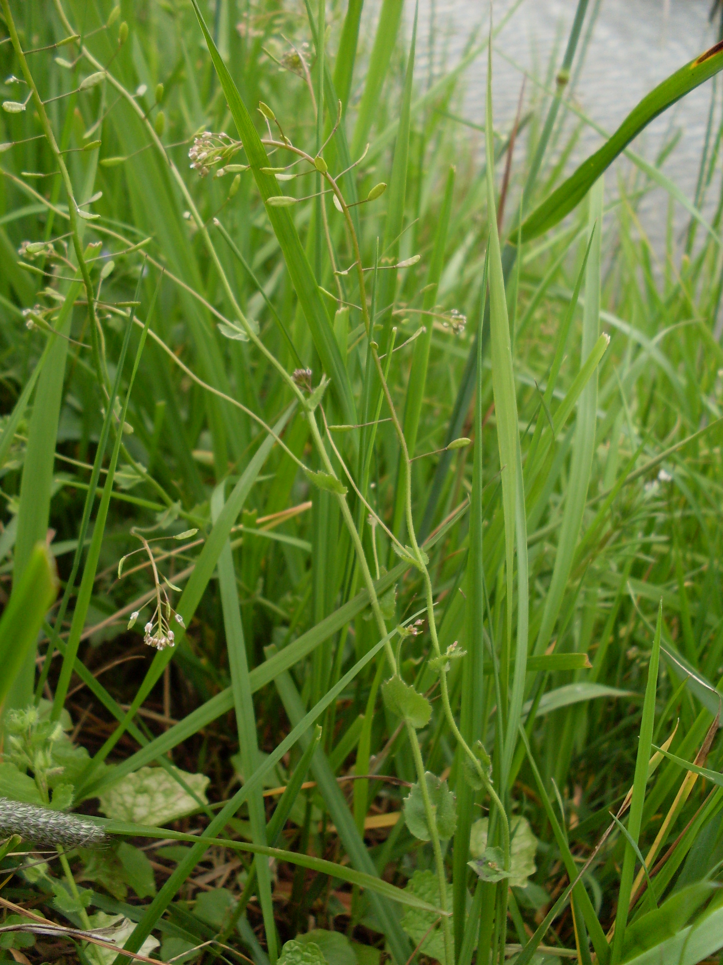 Draba muralis (door Dick Kerkhof)