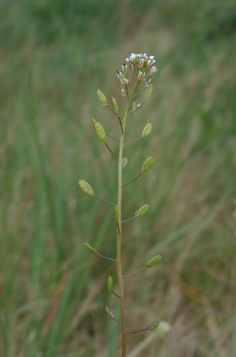 Draba muralis (door Adrie van Heerden)