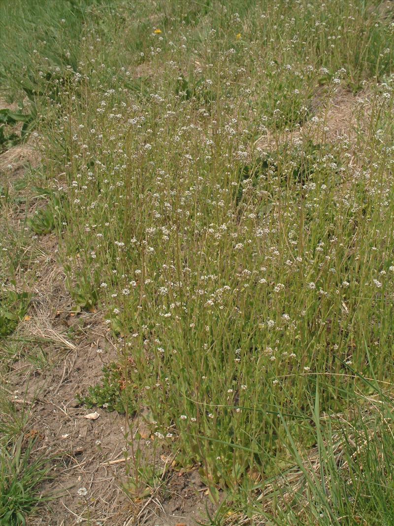 Draba muralis (door Adrie van Heerden)