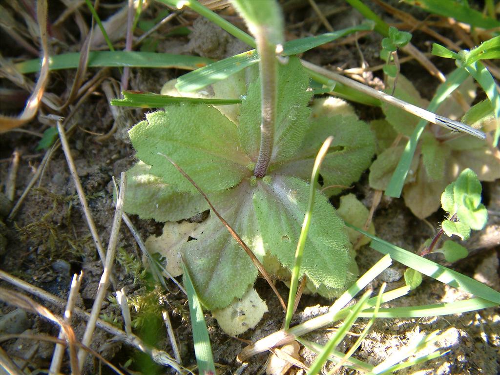 Draba muralis (door Dick Kerkhof)