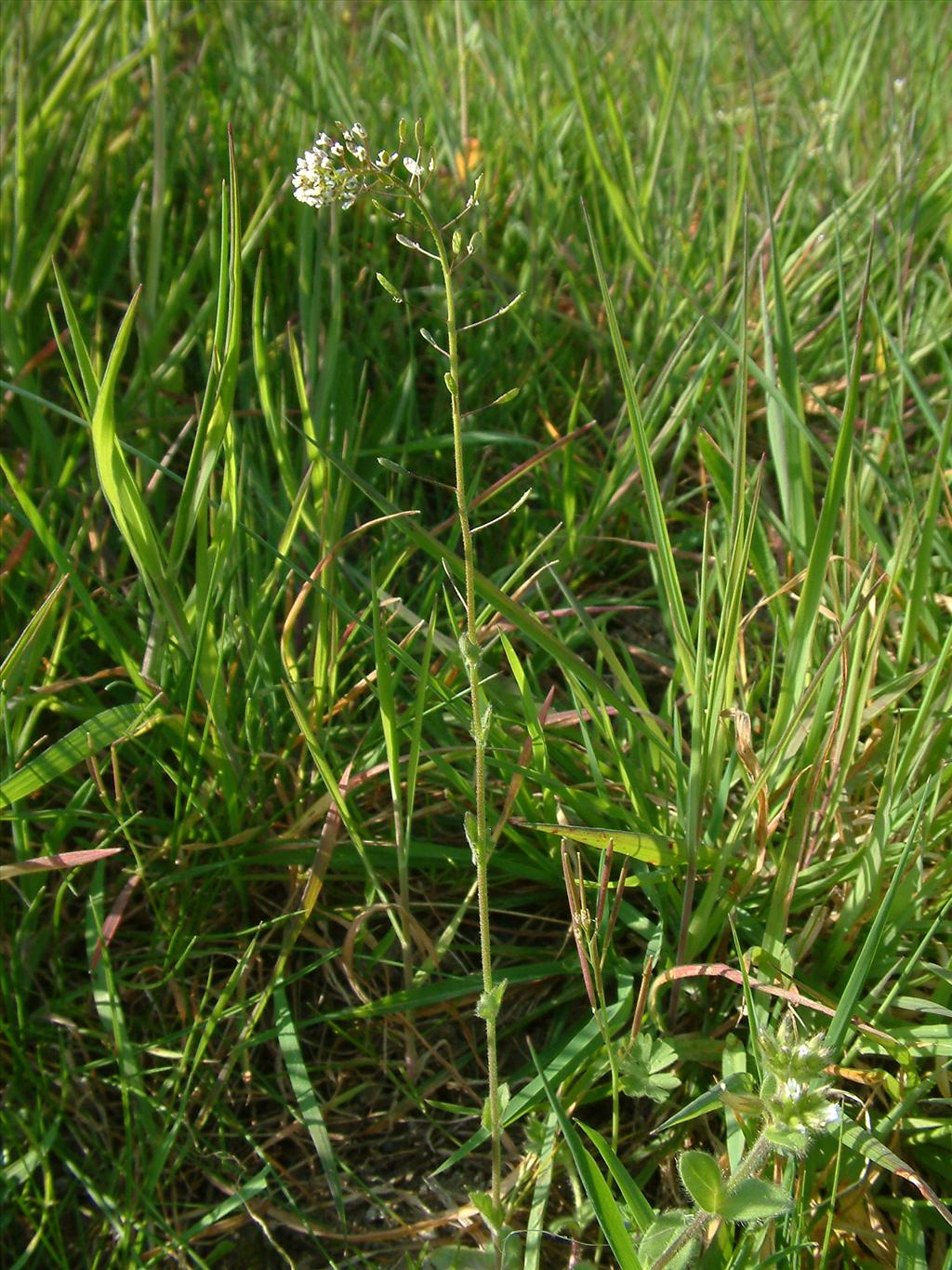 Draba muralis (door Dick Kerkhof)