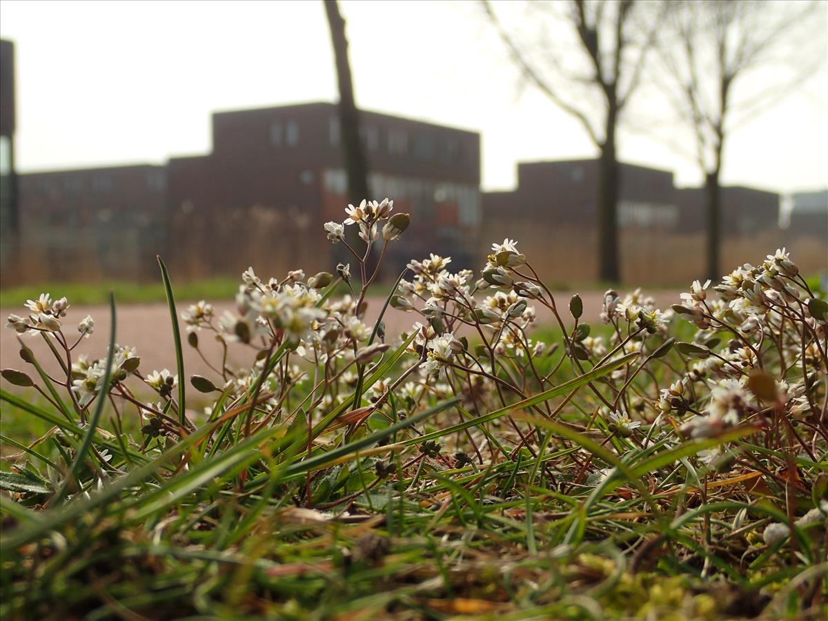 Draba verna (door Adrie van Heerden)