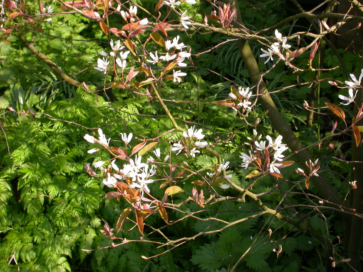 Amelanchier lamarckii (door Peter Meininger)