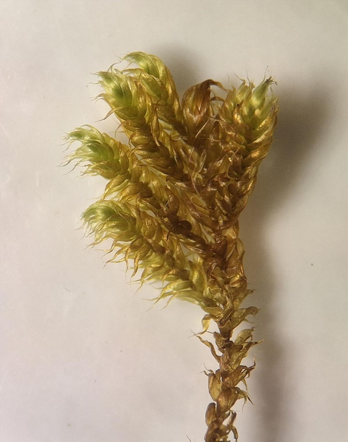 Drepanocladus lycopodioides (door Muriel Schouten)