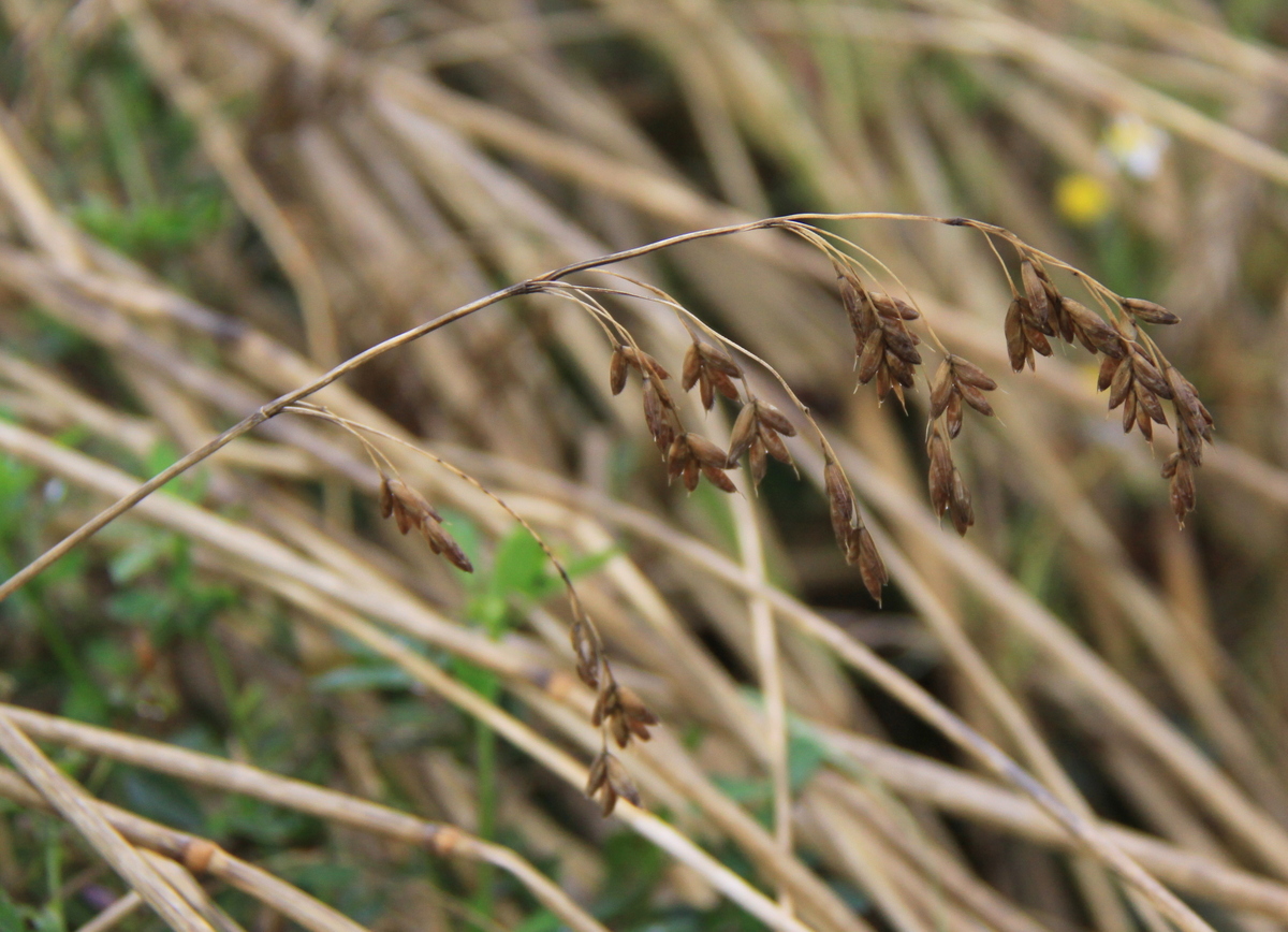 Bromus secalinus (door Peter Meininger)