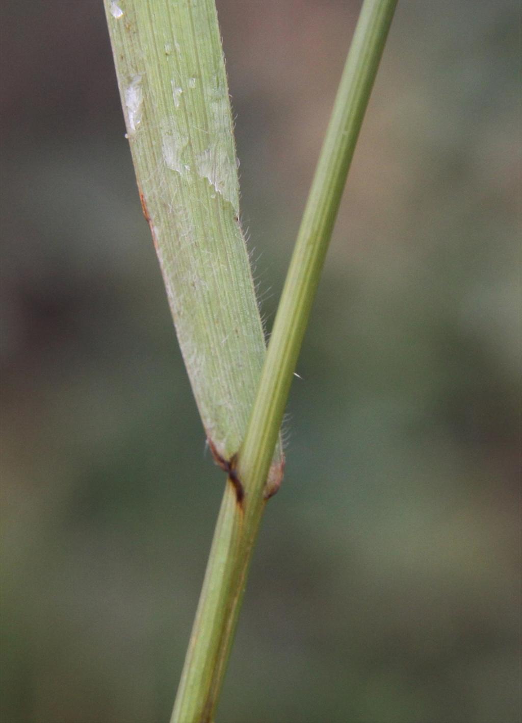 Bromus secalinus (door Peter Meininger)