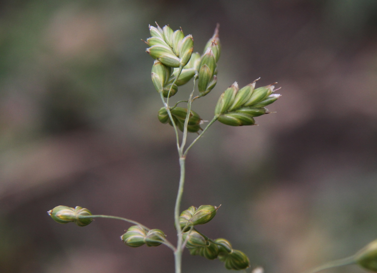 Bromus secalinus (door Peter Meininger)