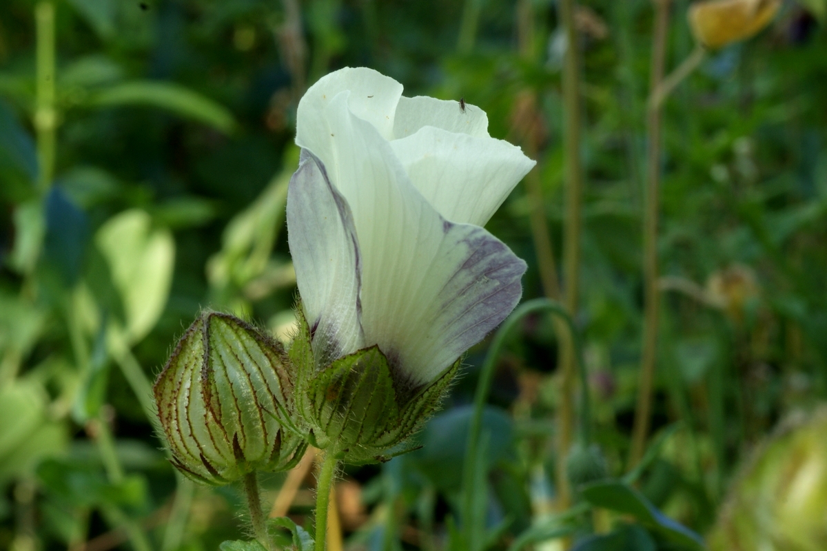 Hibiscus trionum (door Joke Schaminée-Sluis)