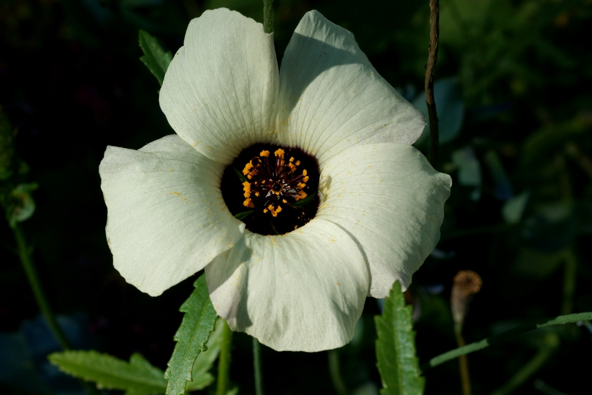 Hibiscus trionum (door Joke Schaminée-Sluis)