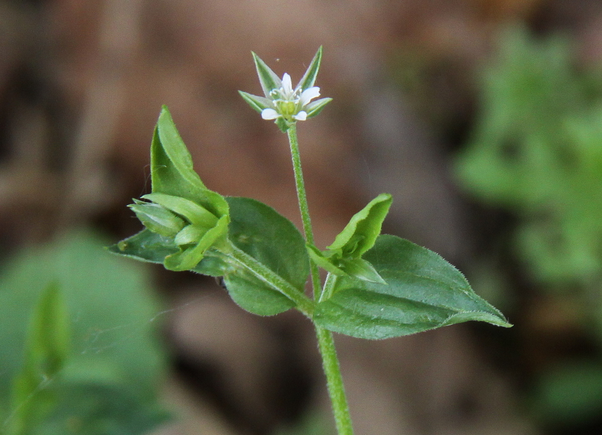 Moehringia trinervia (door Peter Meininger)