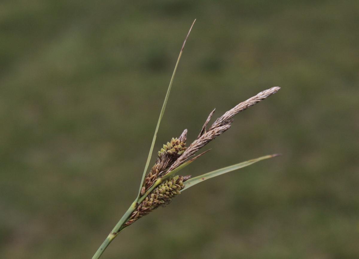 Carex trinervis (door Peter Meininger)