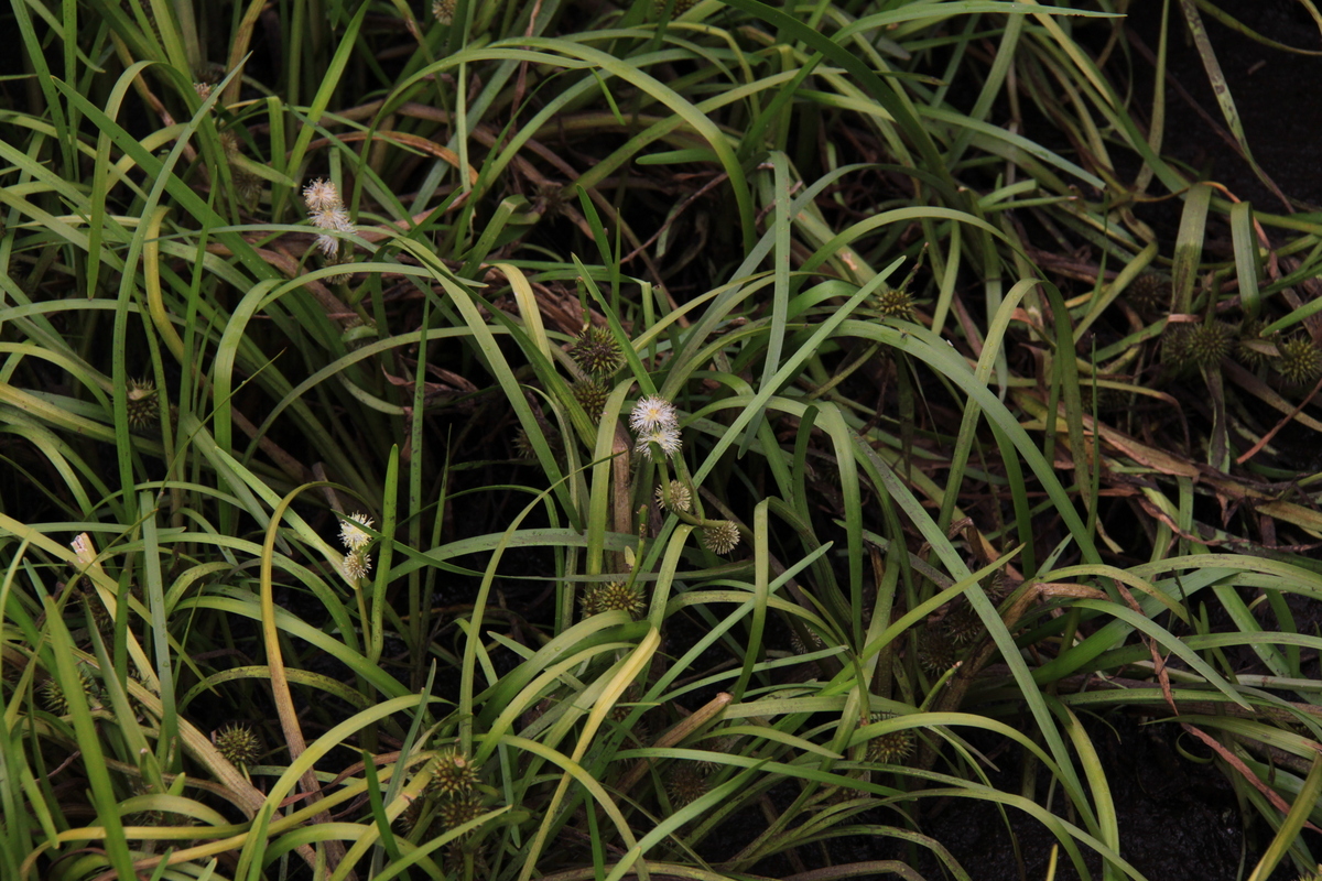 Sparganium angustifolium (door Peter Meininger)