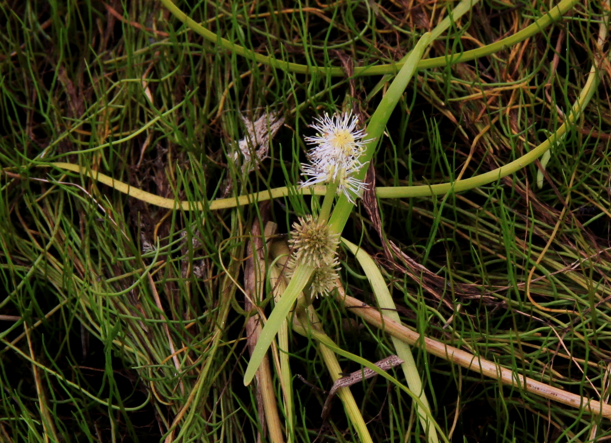 Sparganium angustifolium (door Peter Meininger)