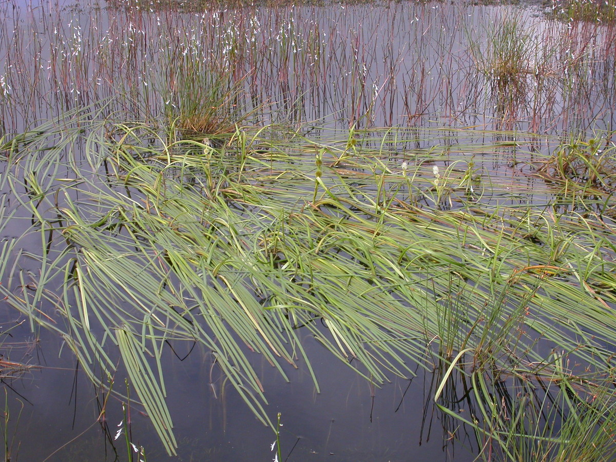 Sparganium angustifolium (door Peter Meininger)