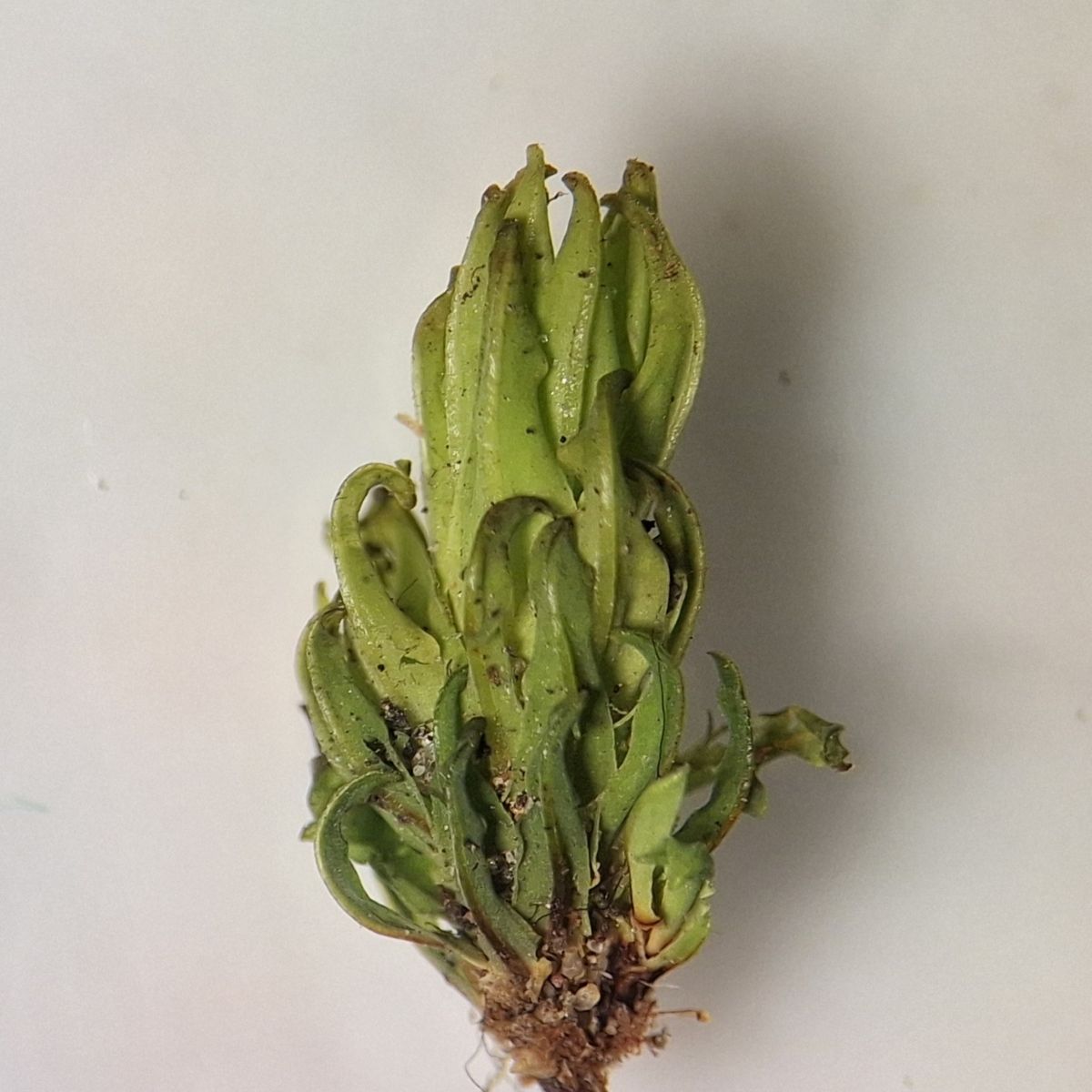 Encalypta streptocarpa (door Muriel Schouten)