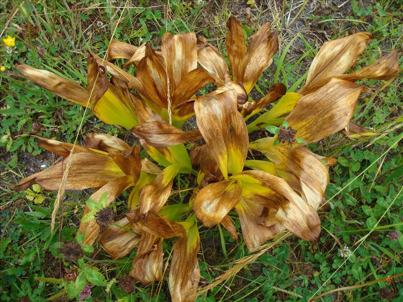 Colchicum byzantinum (door Michael Inden)