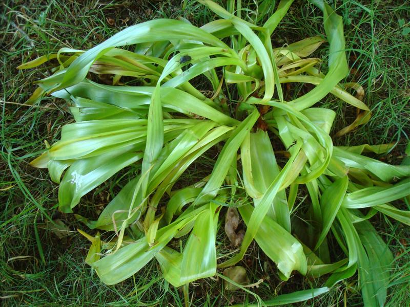 Colchicum byzantinum (door Michael Inden)