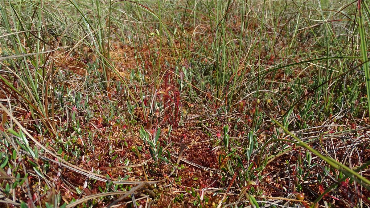 Drosera anglica (door Harold Timans)