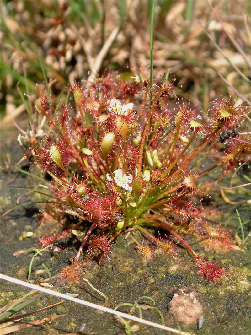 Drosera intermedia (door Adrie van Heerden)