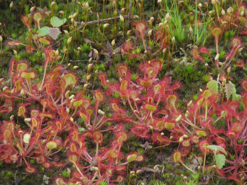 Drosera rotundifolia (door Pieter Stolwijk)