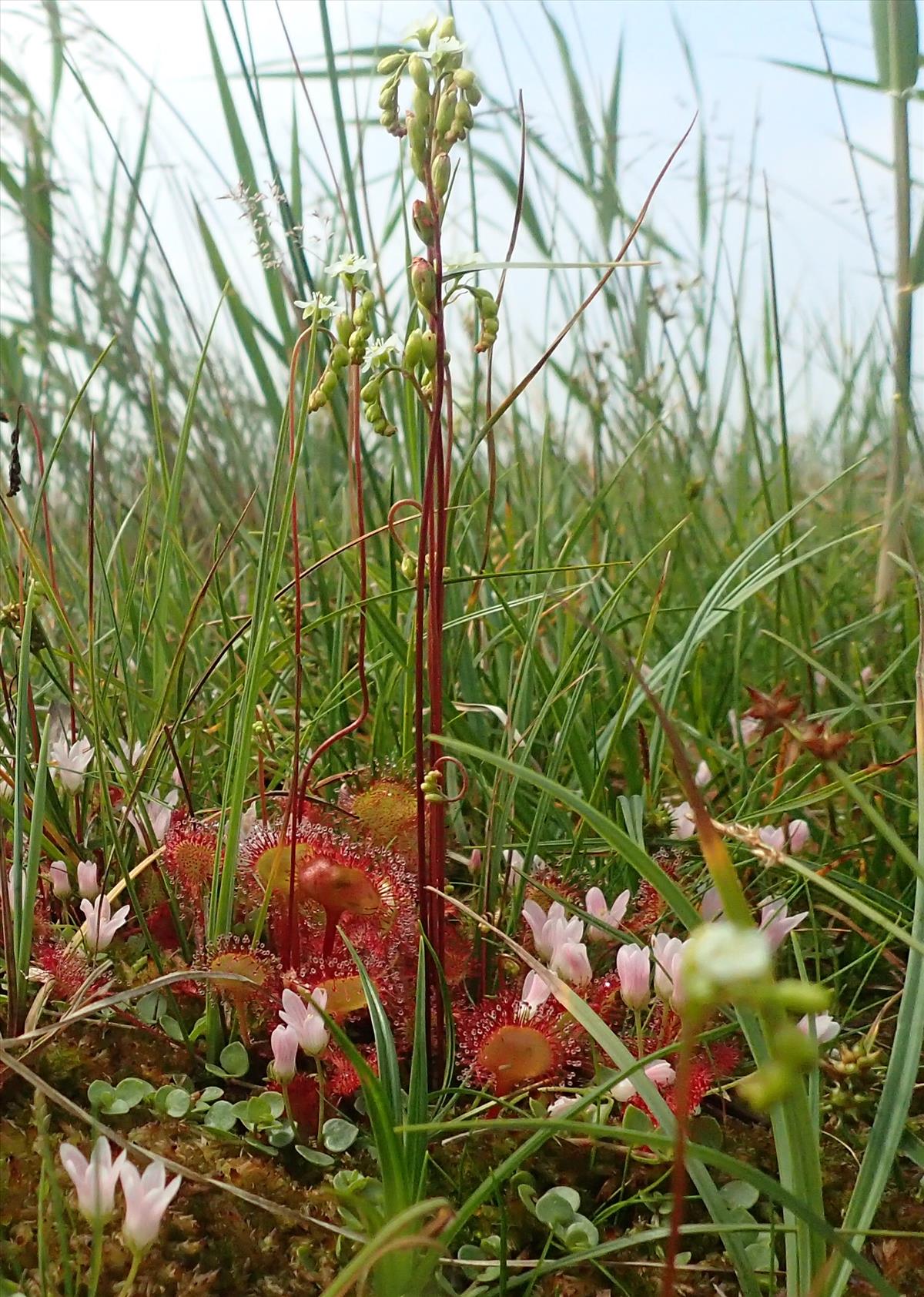 Drosera rotundifolia (door Adrie van Heerden)