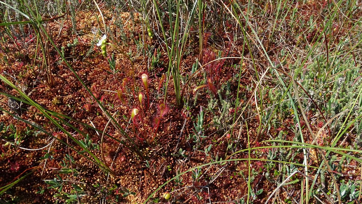 Drosera x obovata (door Harold Timans)