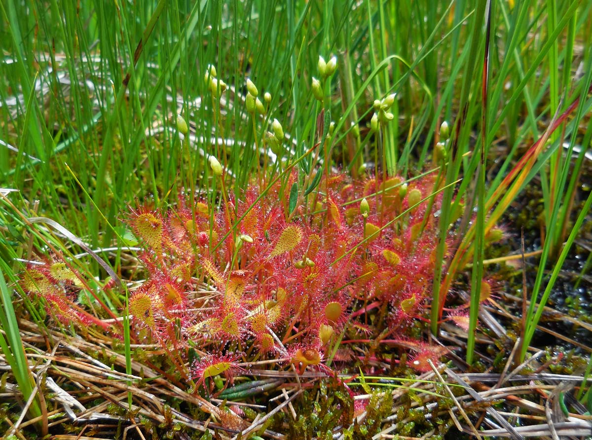 Drosera x obovata (door Ed Stikvoort | Saxifraga.nl)