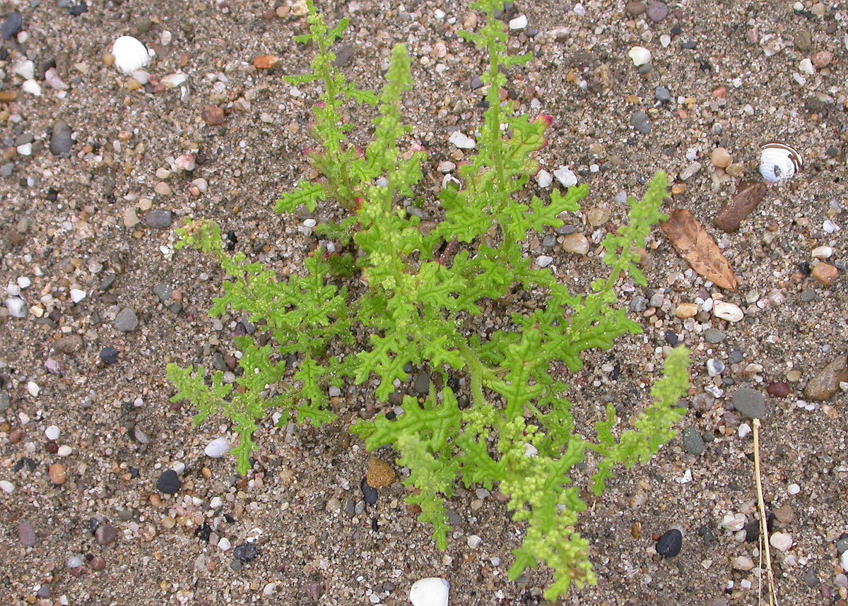 Dysphania botrys (door Peter Meininger)