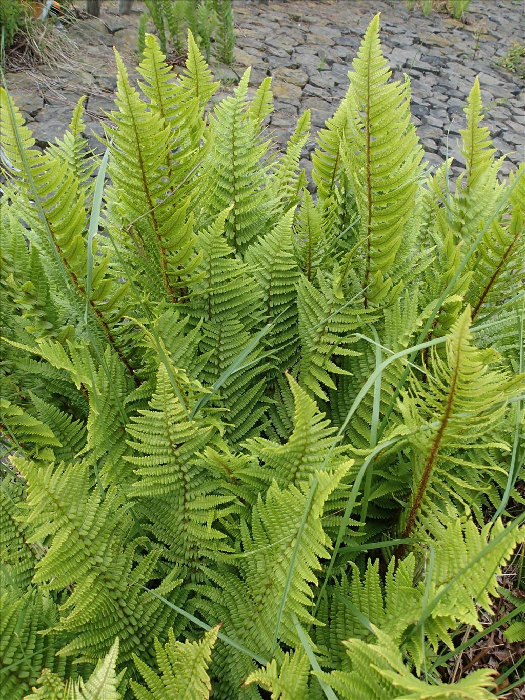 Dryopteris affinis (door Adrie van Heerden)