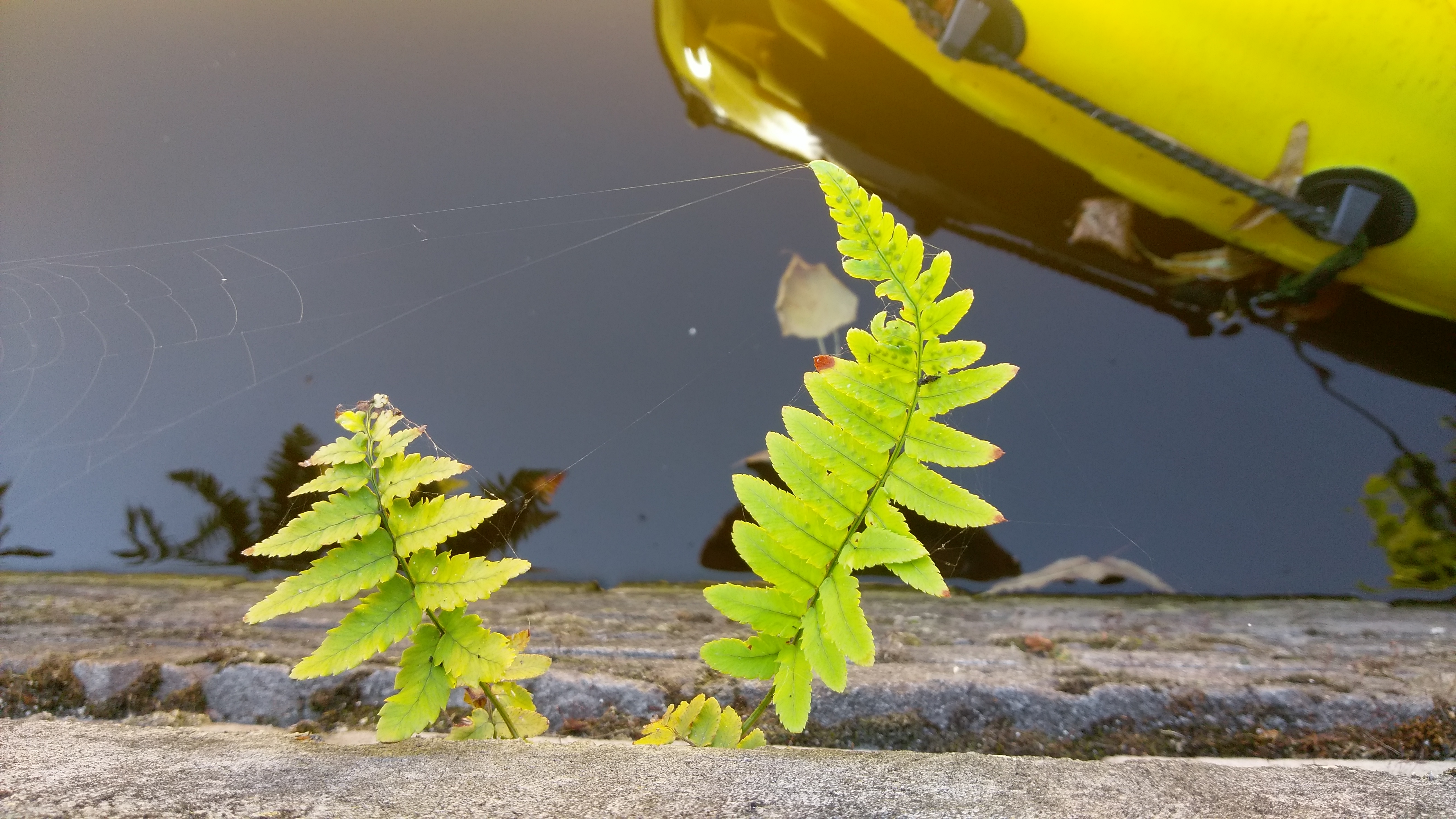 Dryopteris cycadina (door Joop de Wilde)