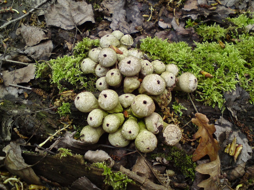 Lycoperdon perlatum (door T.C. van der Ende)