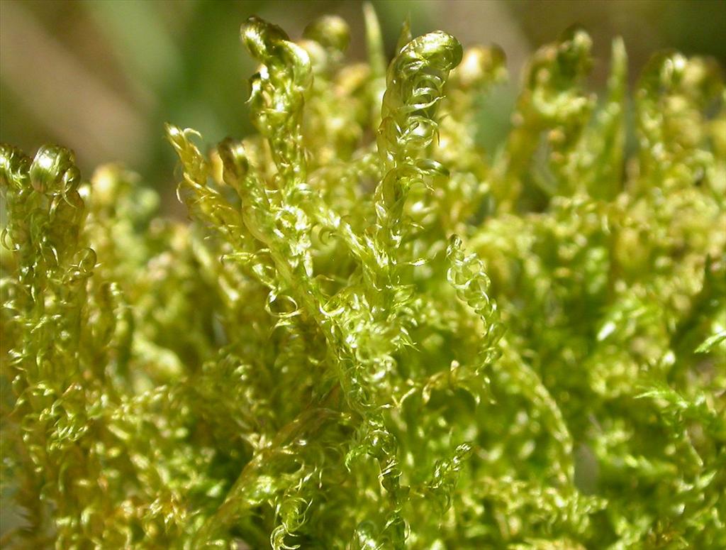 Hamatocaulis vernicosus (door Laurens Sparrius)