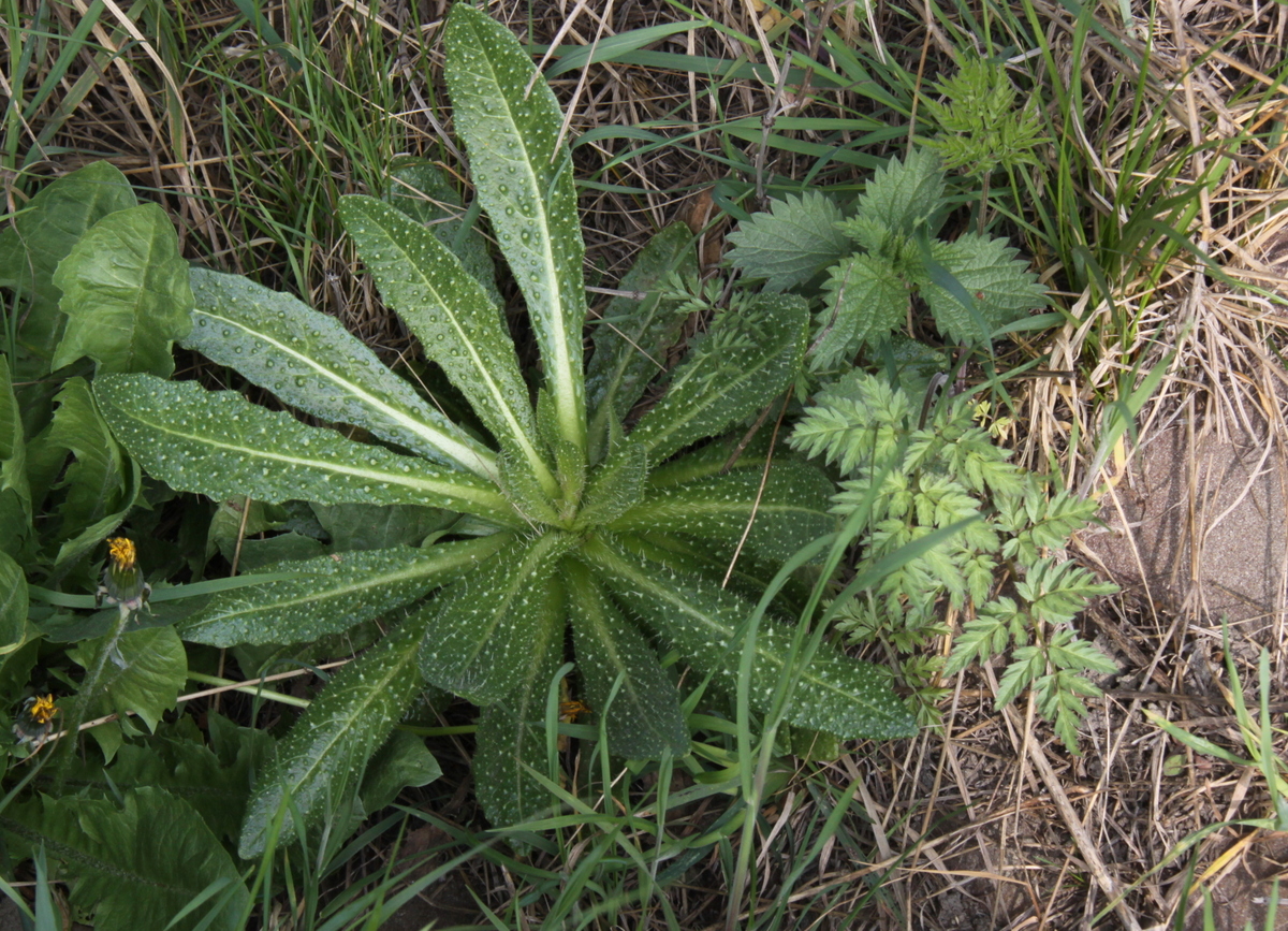 Helminthotheca echioides (door Peter Meininger)