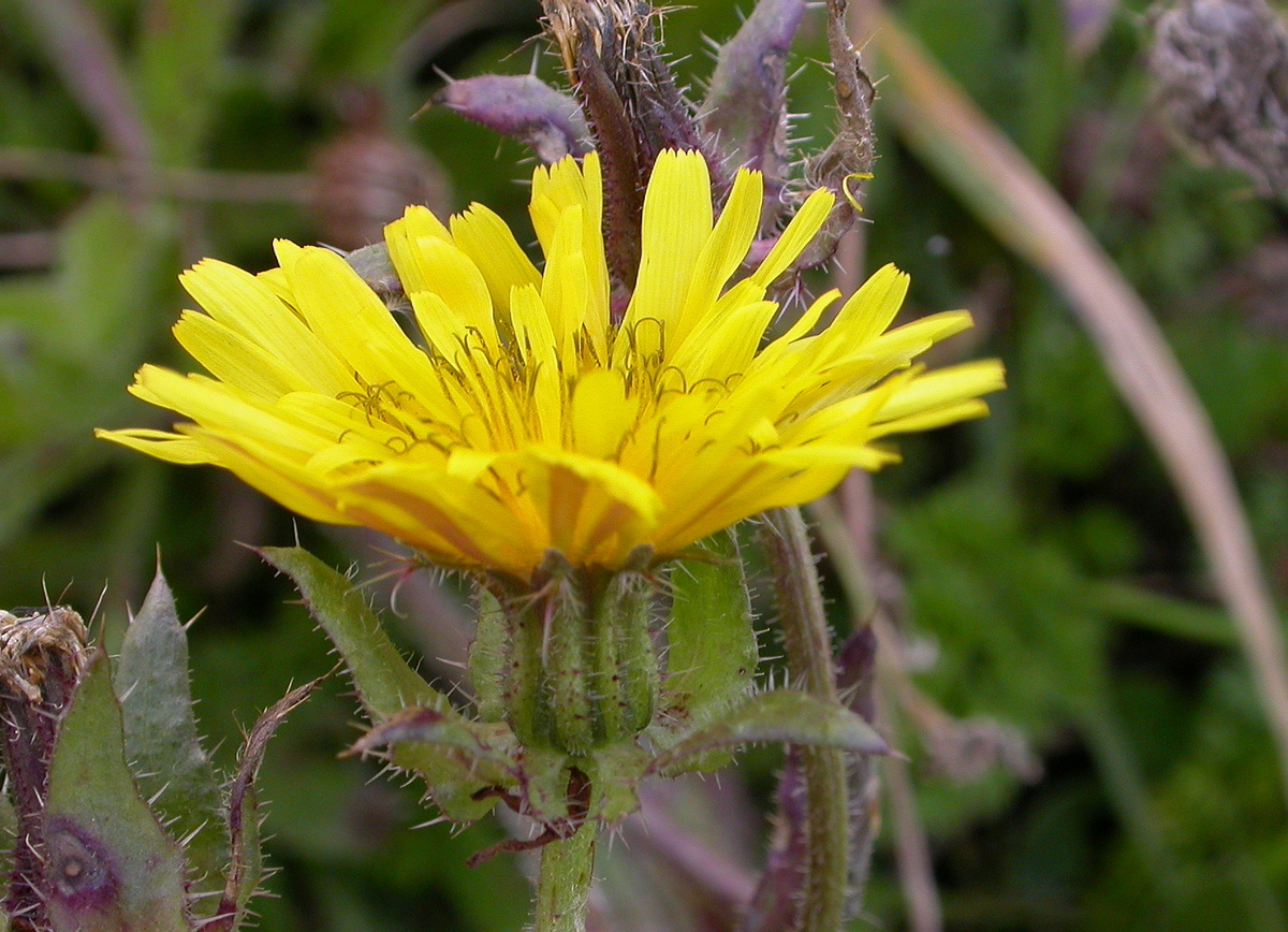 Helminthotheca echioides (door Peter Meininger)