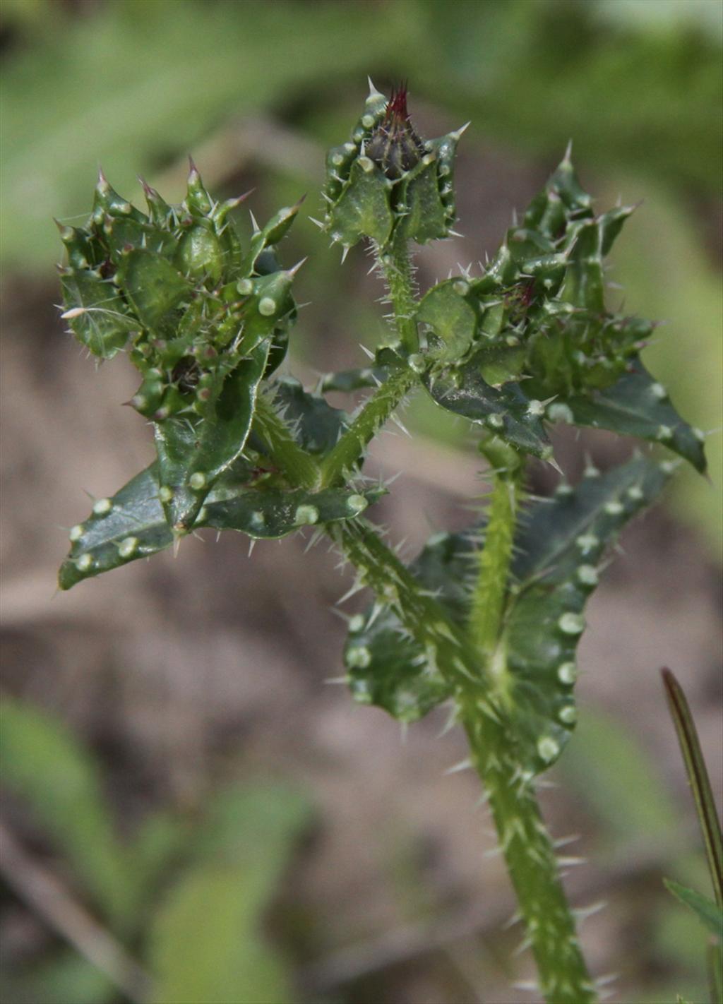 Helminthotheca echioides (door Peter Meininger)