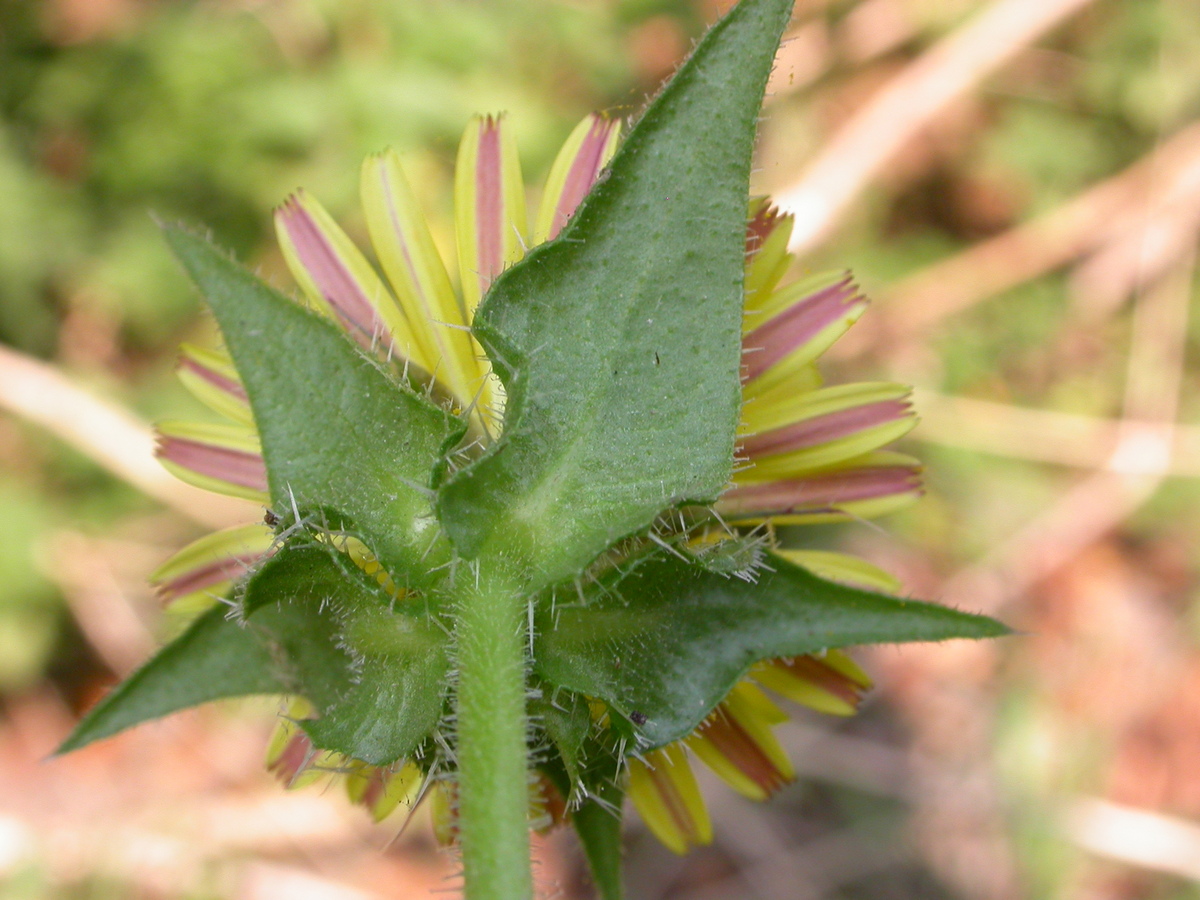 Helminthotheca echioides (door Peter Meininger)