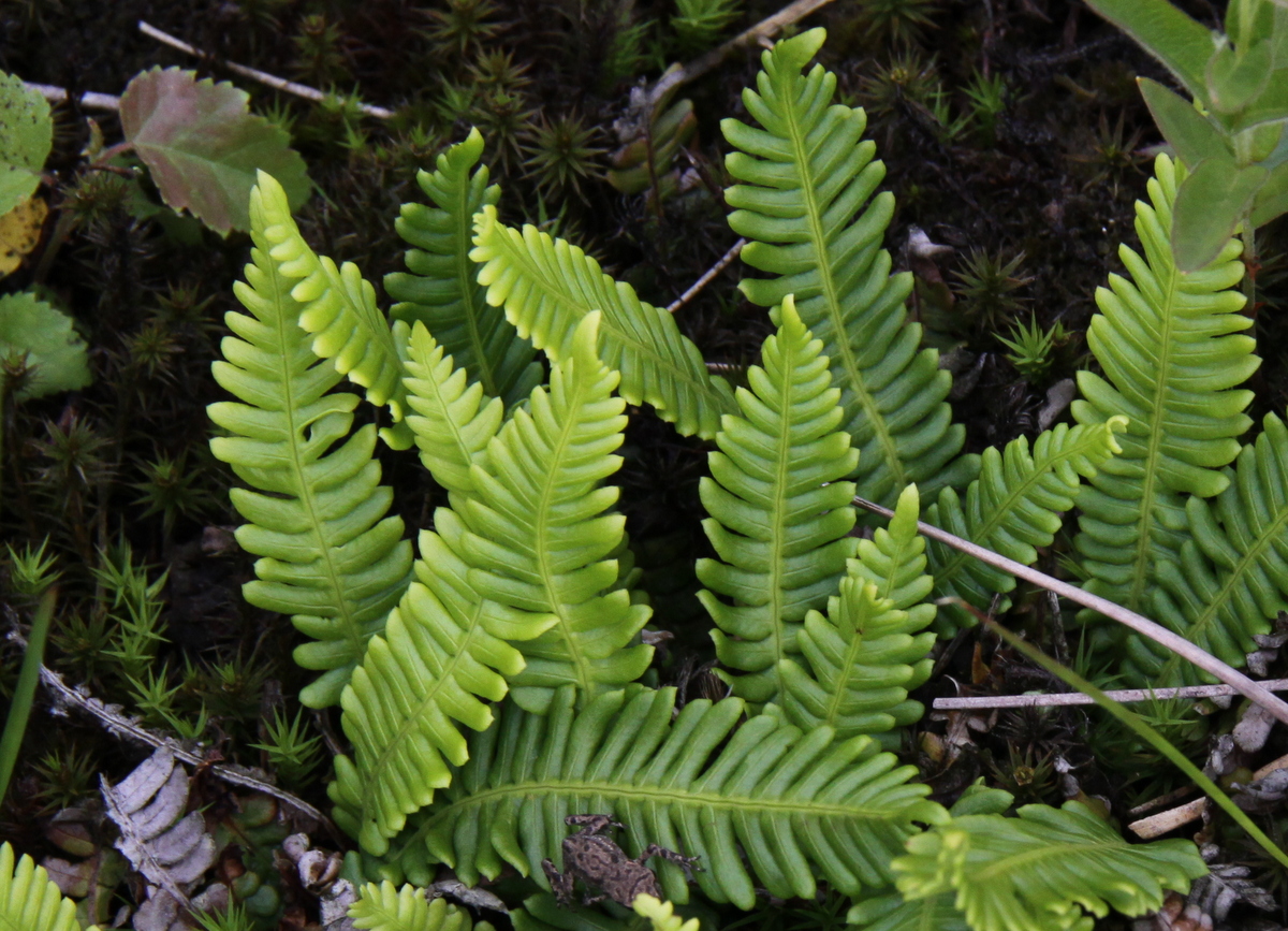 Struthiopteris spicant (door Peter Meininger)