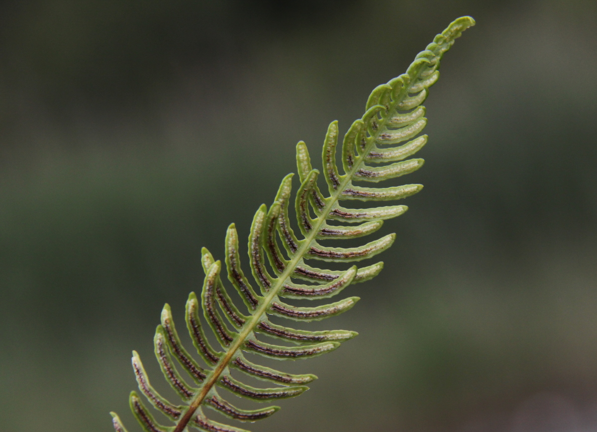 Struthiopteris spicant (door Peter Meininger)