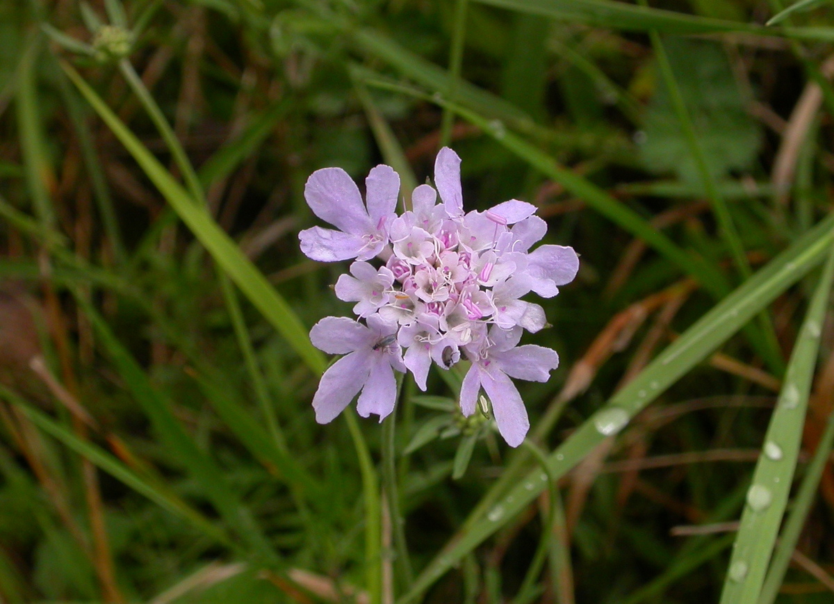 Scabiosa columbaria (door Peter Meininger)