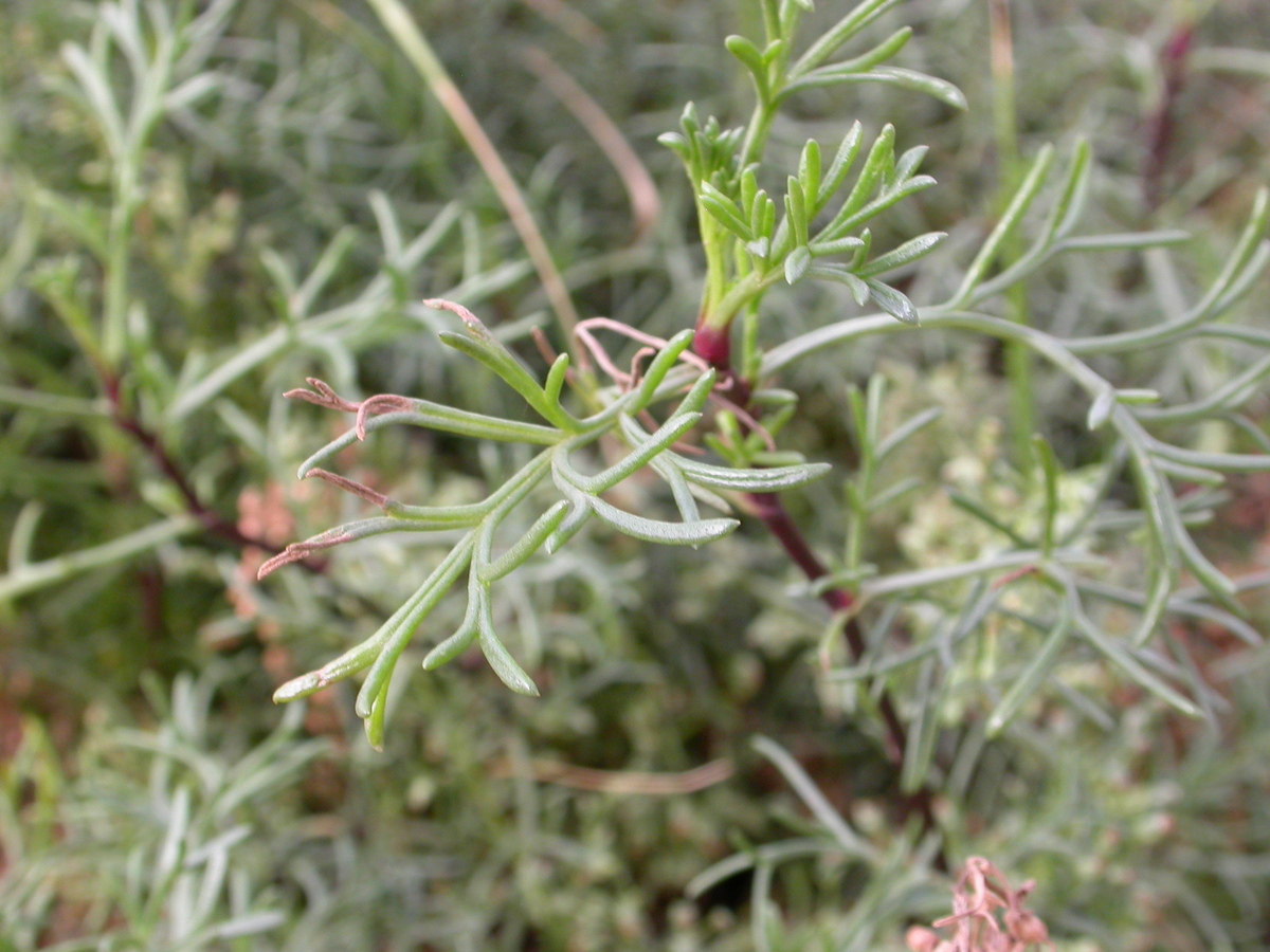 Artemisia campestris subsp. maritima (door Peter Meininger)