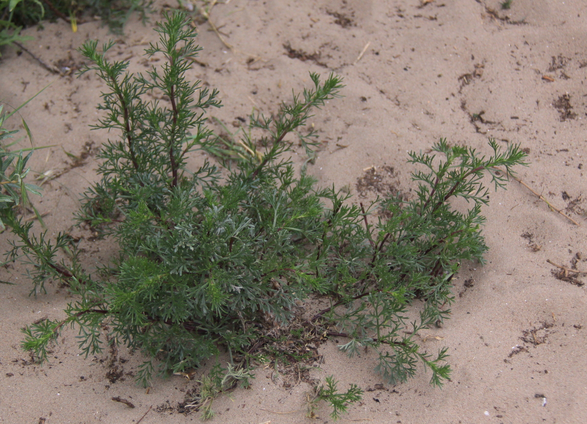 Artemisia campestris subsp. maritima (door Peter Meininger)