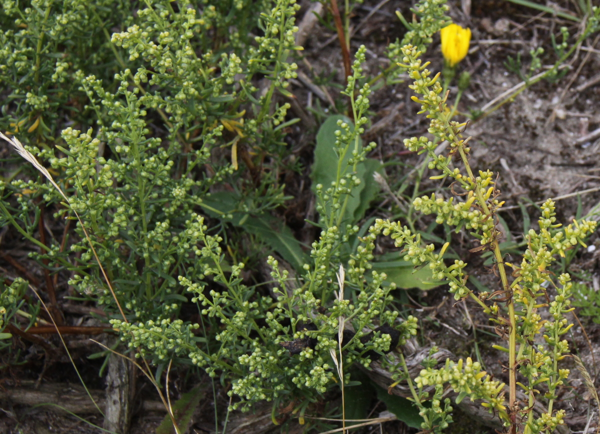 Artemisia campestris subsp. maritima (door Peter Meininger)