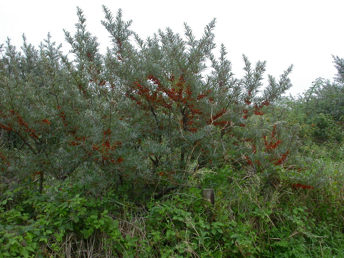 Hippophae rhamnoides (door Peter Meininger)