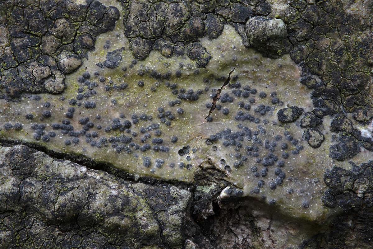 Pyrenula chlorospila (door Danny Declercq)