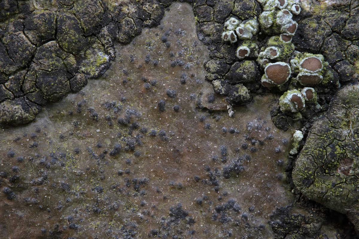 Pyrenula chlorospila (door Danny Declercq)